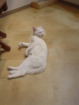 2003-02-20 tokyo14 cats livin 010