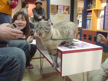 2003-02-20 tokyo14 cats livin 033