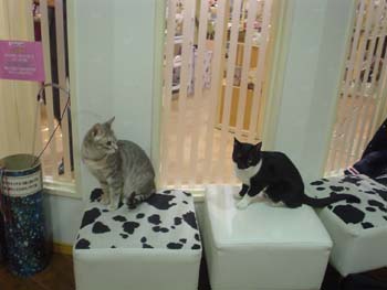 2003-02-20 tokyo14 cats livin 108